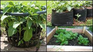 If you want to grow less potatoes with more work, then plant a potato tower and keep mounding the plants! Eight And A Half No Dig Ways To Grow The Humble Spud The Owner Builder Network