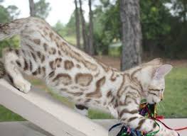 Where do you even find a bengal cat for sale?! Pin On Bengal Cats