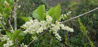 Image result for Homalium dentatum