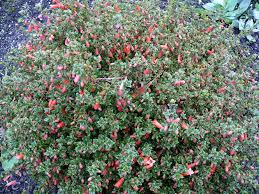 Maybe you would like to learn more about one of these? Correa Pulchella Remarkable Rocks Native Fuchsia Gardening With Angus
