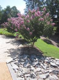 Some experts list crepe myrtles as potentially invasive plants, but the invasiveness of crepe myrtle has nothing to do with the crepe myrtle tree roots. Crape Myrtles Are The Lilacs Of The South The Tidewater News The Tidewater News