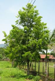 Image result for Monoon longifolium