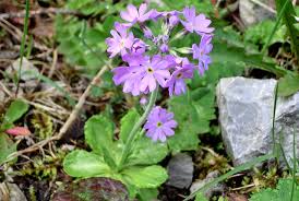 Jetzt auf quoka.de in akuellen angeboten aus deiner stadt stöbern verkaufe pampasgrassamen in den farben blau, gelb, lila, rosa, weiß oder gemischt (blau, lila zu verkaufen: Allgau Erleben Blumen Der Allgauer Alpen