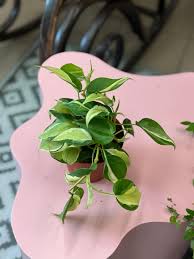 Image result for Filodendron Philodendron