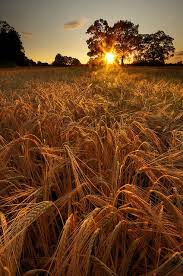 Pin By Melanie Stephenson On Sunrise Sunset Nature Photography Landscape Fields Of Gold