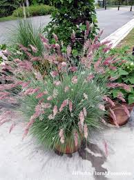 Image result for Melinis repens