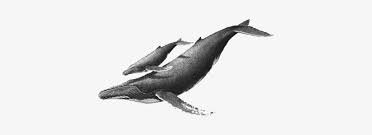 They can be found in every ocean. Whale Drawing Whale Sketch Humpback Whale Tattoo Humpback Whale Drawing 480x343 Png Download Pngkit