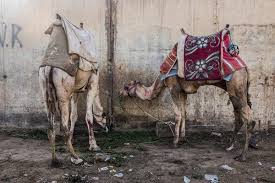 Warnock says she feeds her camels a regular diet of grass hay, watermelons, pineapples, and how virus variants get their confusing names—and how to make them better. At Egypt S Tourism Gems Animal Abuse Is An Ugly Flaw The New York Times