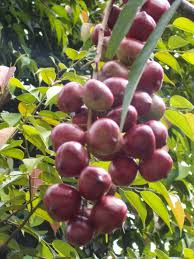 Image result for Dissotis alata