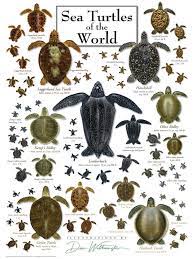 Play to solve the puzzle of sea turtle free. Sea Turtles Of The World Puzzle Jigsaw Puzzles