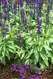 Image result for Salvia