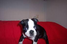 Click here to be notified when new boston terrier puppies are listed. Boston Terrier Puppies Pets And Animals For Sale Arkansas
