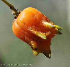 Image result for Pterocelastrus