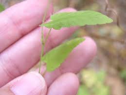 Image result for Tragia brevipes