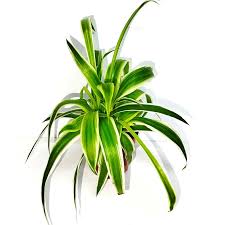Image result for Chlorophytum anceps