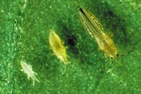 Image result for thrips damage on cucumber