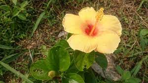Pelbagai cultivars, varieties, dan hibrid telah dihasilkan, dengan warna bunga pelbagai dari putih kepada kuning dan kuning bata dan merah jambu lembut, dengan kelopak set tunggal dan berganda. Gambar Pokok Bunga Raya