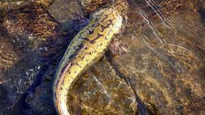 Quappen Angeln Tipps Dorsch Angeln Angeln Raubfische