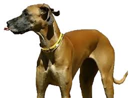 Contact tucson great dane breeders near you using our free great dane breeder vail, az, 85641. Great Dane Rescue Of Az Alliance