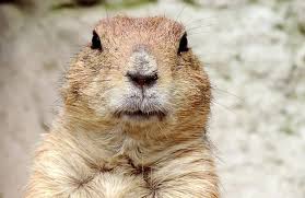 Groundhog Day: Punxsutawney Phil 'Predicts' Early Spring – Reading Eagle
