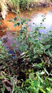 Image result for Struchium