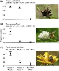 Image result for Pycreus unioloides