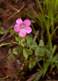 Image result for Oxalis semiloba