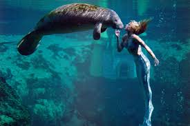 The rare and beautiful dugong inspired tails about mermaids. Dive Into The Mermaid Ball National Marine Life Center