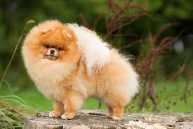 Some people think that the black pomeranian is an entirely different dog from the pomeranian, however they are actually just a rare coloration of the same breed. Pomeranian Breeds A To Z The Kennel Club