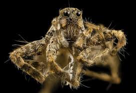 Silence of the Spiders: An outsider's guide to spider sex • theGIST