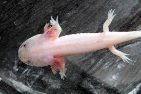 How to summon a leucistic. Axolotls As Pets Cost To Get One Ease Of Care And Limb Regrowth Embora Pets