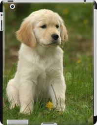 We did not find results for: Golden Retriever Puppy Ipad Case Skin By Vitalia In 2021 Retriever Puppy Puppies Dog Breeds