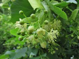 How much does the shipping cost for lime green flowers? Lime Tree Linden Tree Tilia
