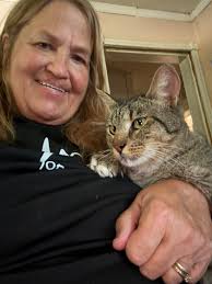 stray cat visiting home in Olympus, Kraaifontein, causing disturbance to  dogs