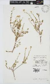 Image result for Pegolettia retrofracta