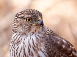 Red-Shouldered Hawk Identification, All About Birds, Cornell Lab Of  Ornithology