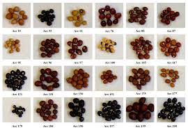 Image result for Vigna subterranea