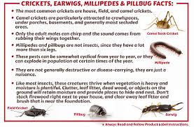 That camel crickets can't bite, but one guy on yahoo answers said that they can. Cricket Millipede Earwig Pill Bug Control Products Maggie S Farm
