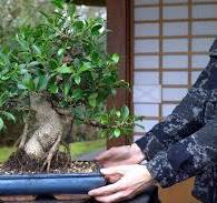 DIY: Ficus Bonsai - Bonsai Empire
