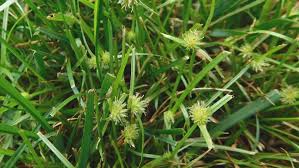 Image result for Kyllinga