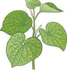 Image result for Kava