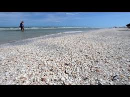 video shell hunting fail sanibel island florida