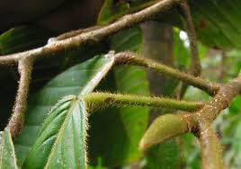 Image result for Dipterocarpaceae