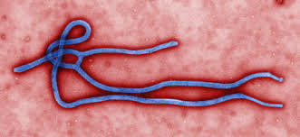 The world health organization (who) rates it as a risk group 4 pathogen (requirin. Marburgvirus An Overview Sciencedirect Topics