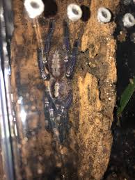 The species' natural habitat is deciduous forest in andhra pradesh, in central southern india. Subadult Female Poecilotheria Metallica Gooty Sapphire Ornamental Not For Beginners Tarantulas