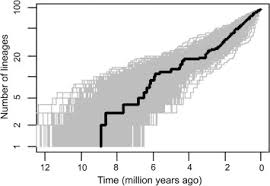 Image result for Pseudomussaenda stenocarpa