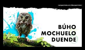 De mi mujer, que es la que vive conmigo y me tiene que aguantar el humor. Buho Mochuelo Duende Caracteristicas Que Come Y Habitat Pangea