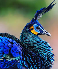 Bird With Colorful Feathers Name Name This Bird Don T Miss This Awesome Picture Hurry Up Please Follow Peafowl Pet Birds Bird