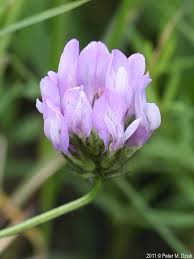 Image result for Astragalus