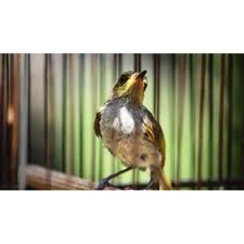 Download lagu flamboyan jantan gacor mp3 gratis dalam format mp3 dan mp4. Burung Flamboyan Jantan Dan Betina Suka Kicauan Cek Harga Burung Flamboyan Ombyokan Terbaru 2020 Lovebird Jantan Lebih Rata Betina Cenderung Melengkung Robert Edwin